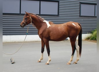 Arabisches Partbred, Hengst, 2 Jahre, 155 cm, Tobiano-alle-Farben