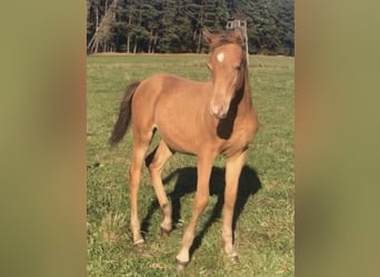 Arabisches Partbred, Hengst, 2 Jahre, 156 cm, Champagne