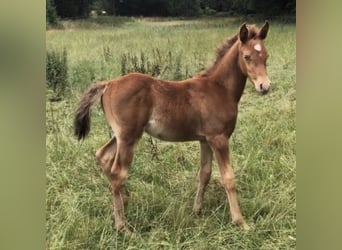 Arabisches Partbred, Hengst, 2 Jahre, 156 cm, Champagne