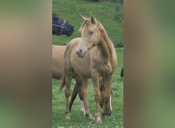 Arabisches Partbred, Hengst, 2 Jahre, 156 cm, Champagne