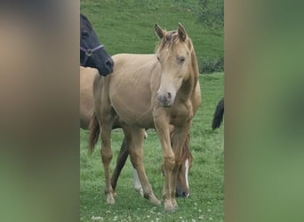 Arabisches Partbred, Hengst, 2 Jahre, 156 cm, Champagne