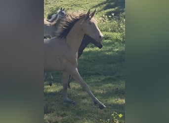 Arabisches Partbred, Hengst, 2 Jahre, 156 cm, Champagne