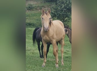Arabisches Partbred, Hengst, 2 Jahre, 156 cm, Champagne