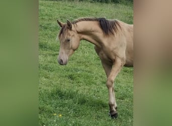 Arabisches Partbred, Hengst, 2 Jahre, 156 cm, Champagne