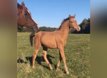 Arabisches Partbred, Hengst, 2 Jahre, 156 cm, Champagne