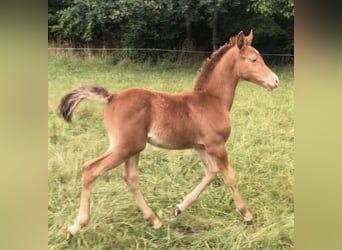 Arabisches Partbred, Hengst, 2 Jahre, 156 cm, Champagne