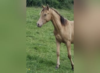 Arabisches Partbred, Hengst, 2 Jahre, 156 cm, Champagne