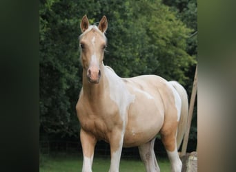 Arabisches Partbred, Hengst, 2 Jahre, 162 cm, Palomino