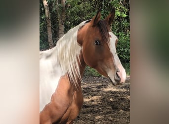 Arabisches Partbred, Hengst, 3 Jahre, 150 cm, Tobiano-alle-Farben