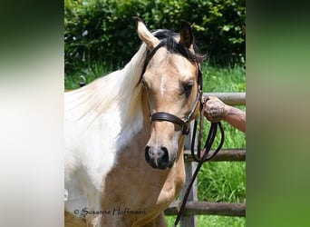 Arabisches Partbred, Hengst, 3 Jahre, 153 cm, Tobiano-alle-Farben