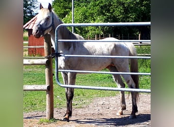 Arabisches Partbred, Hengst, 4 Jahre, 148 cm, Tigerschecke