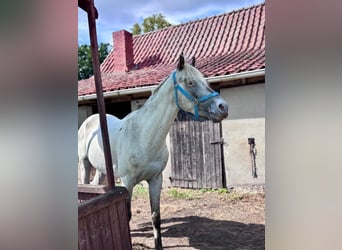 Arabisches Partbred, Hengst, 4 Jahre, 150 cm, Tigerschecke