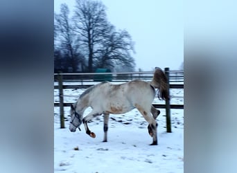Arabisches Partbred, Hengst, 5 Jahre, 152 cm, Tigerschecke