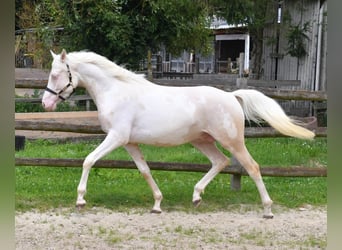 Arabisches Partbred, Hengst, 5 Jahre, 156 cm, Cremello