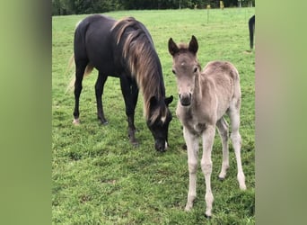 Arabisches Partbred, Hengst, 5 Jahre, 156 cm