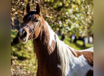 Arabisches Partbred, Hengst, 9 Jahre, 156 cm, Schecke