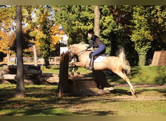 Arabisches Partbred, Hengst, 10 Jahre, 154 cm