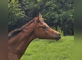 Arabisches Partbred Mix, Hengst, Fohlen (03/2024), 150 cm