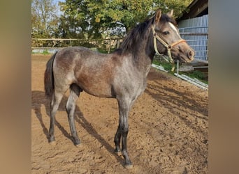 Arabisches Partbred, Hengst, , 150 cm, Schimmel