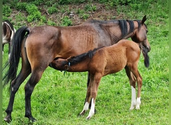 Arabisches Partbred, Hengst, Fohlen (04/2026), 153 cm, Tobiano-alle-Farben