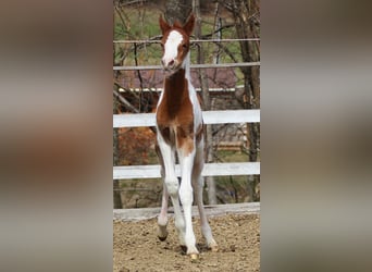 Arabisches Partbred, Hengst, , 153 cm, Tobiano-alle-Farben