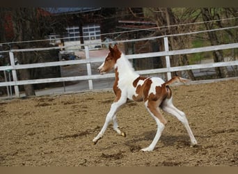 Arabisches Partbred, Hengst, , 153 cm, Tobiano-alle-Farben