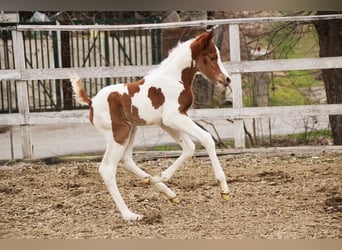 Arabisches Partbred, Hengst, , 153 cm, Tobiano-alle-Farben