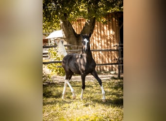 Arabisches Partbred, Hengst, Fohlen (03/2023), 153 cm, Tobiano-alle-Farben