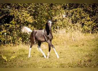 Arabisches Partbred, Hengst, Fohlen (03/2023), 153 cm, Tobiano-alle-Farben