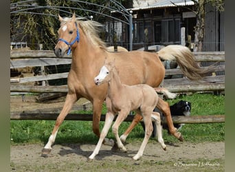 Arabisches Partbred, Hengst, Fohlen (03/2023), 154 cm, Overo-alle-Farben