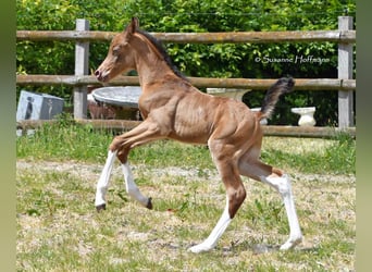 Arabisches Partbred, Hengst, Fohlen (05/2025), 155 cm, Champagne