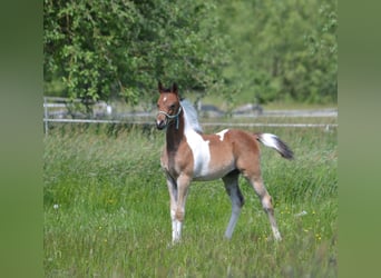 Arabisches Partbred, Hengst, , 155 cm, Schecke