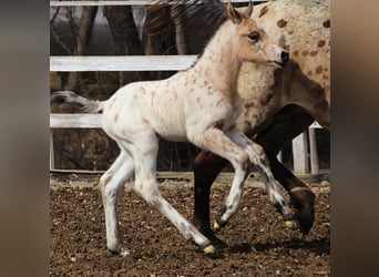 Arabisches Partbred, Hengst, , 155 cm, Tigerschecke
