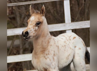 Arabisches Partbred, Hengst, , 155 cm, Tigerschecke