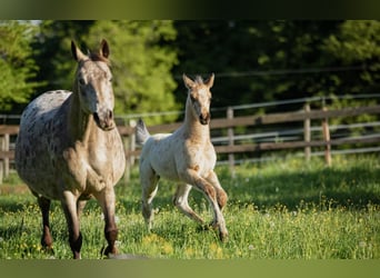 Arabisches Partbred, Hengst, , 155 cm, Tigerschecke