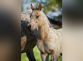 Arabisches Partbred, Hengst, , 155 cm, Tigerschecke