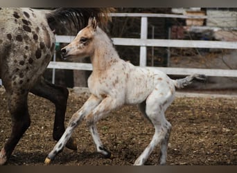 Arabisches Partbred, Hengst, , 155 cm, Tigerschecke