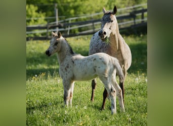 Arabisches Partbred, Hengst, , 155 cm, Tigerschecke
