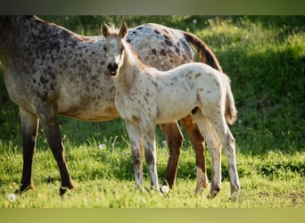 Arabisches Partbred, Hengst, , 155 cm, Tigerschecke