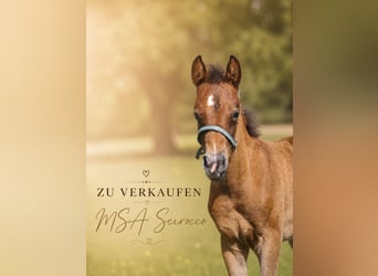 Arabisches Partbred, Hengst, Fohlen (04/2026), 156 cm, Brauner