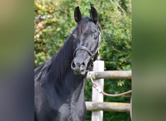 Arabisches Partbred, Hengst, Fohlen (03/2026), 156 cm, Tobiano-alle-Farben