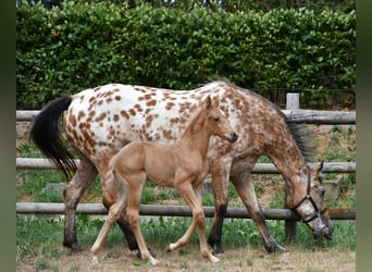 Arabisches Partbred, Hengst, Fohlen (06/2026), 159 cm, Palomino