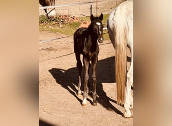 Arabisches Partbred, Hengst, Fohlen (04/2026), 160 cm, Kann Schimmel werden