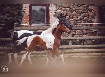 Arabisches Partbred, Hengst, Fohlen (04/2023), 160 cm, Tobiano-alle-Farben