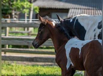 Arabisches Partbred, Hengst, Fohlen (04/2023), 160 cm, Tobiano-alle-Farben