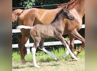 Arabisches Partbred, Hengst, , 160 cm, Tobiano-alle-Farben