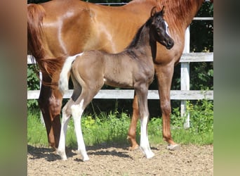Arabisches Partbred, Hengst, , 160 cm, Tobiano-alle-Farben