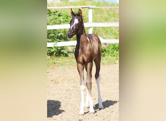 Arabisches Partbred, Hengst, , 160 cm, Tobiano-alle-Farben