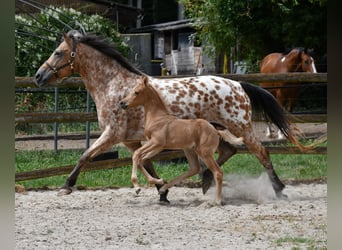 Arabisches Partbred, Hengst, Fohlen (06/2026), 162 cm, Palomino