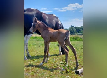Arabisches Partbred, Hengst, Fohlen (06/2026), Buckskin